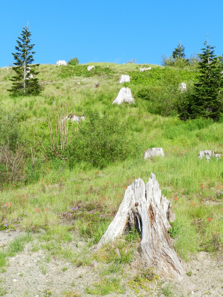 Amazing Vacation Part 2 Mount St. Helens